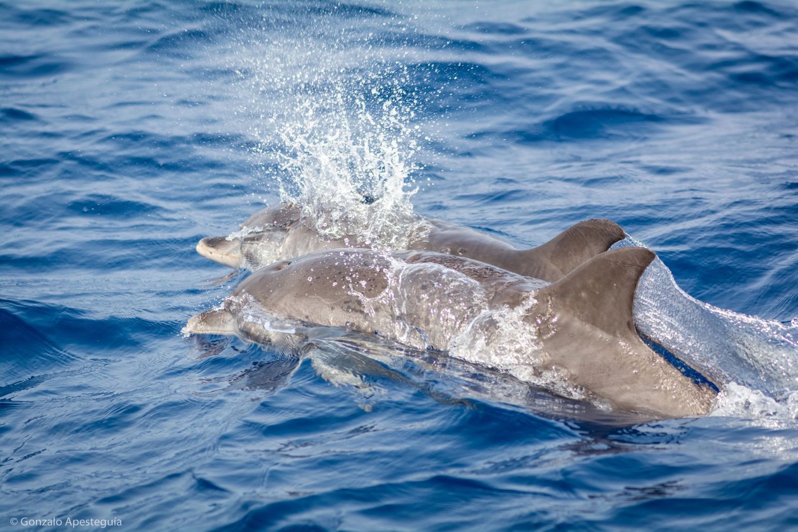 Shelltone-whale-Lanzarote-3