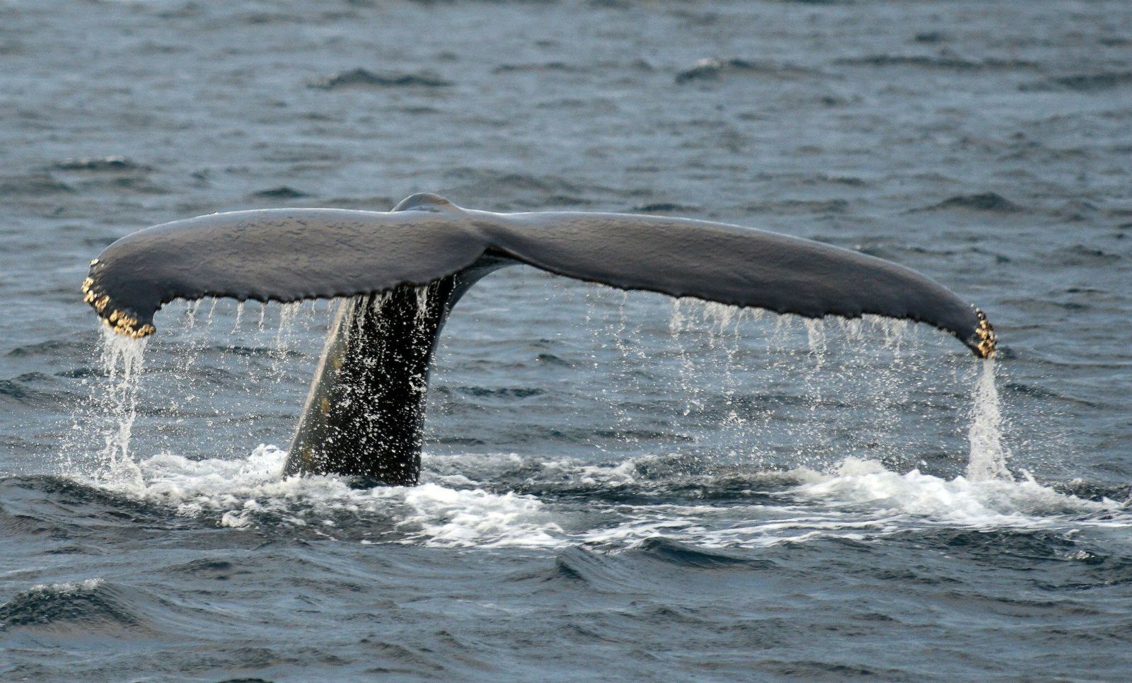 Shelltone-whale-Tromso-2