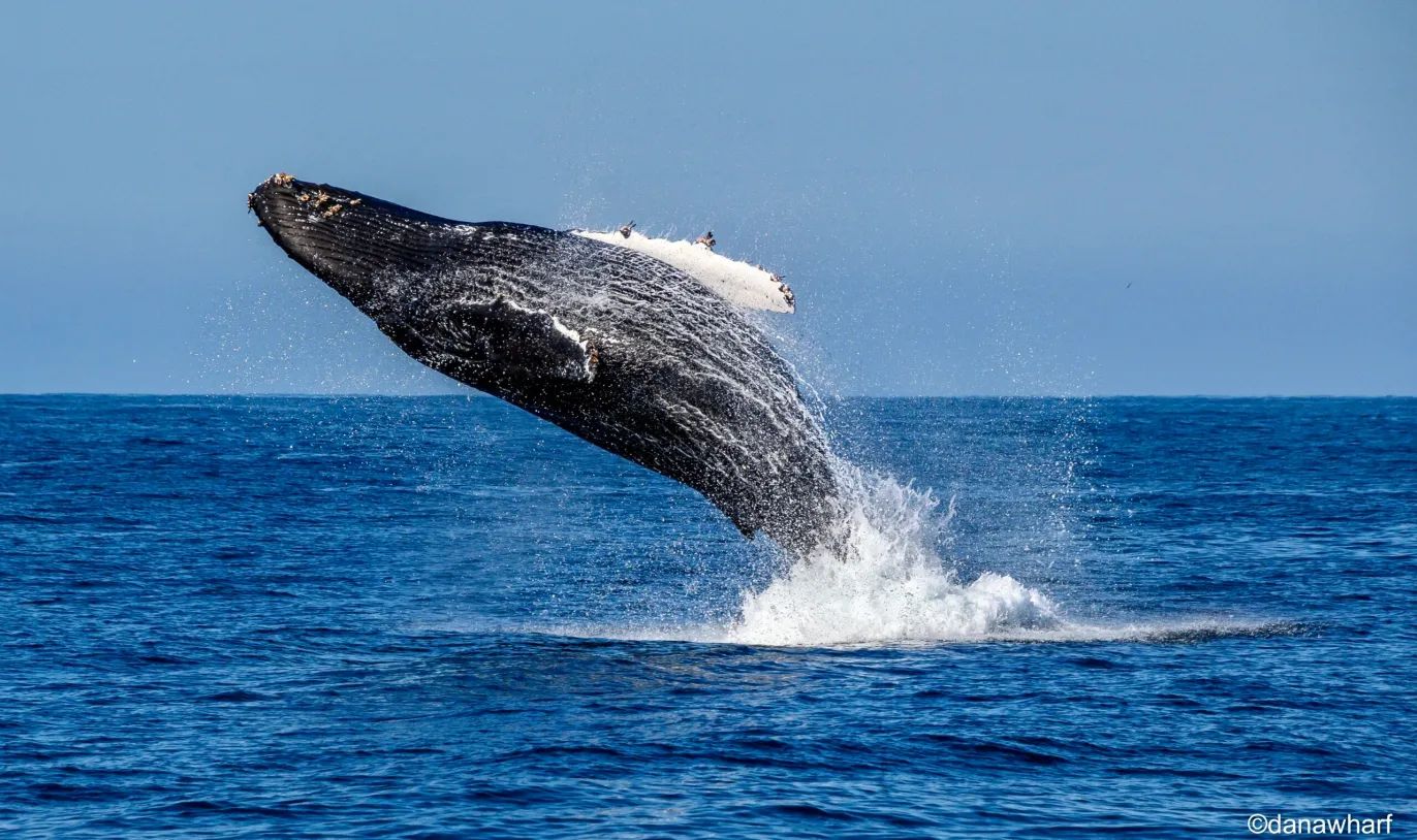 Shelltone-whale-dana-point-1