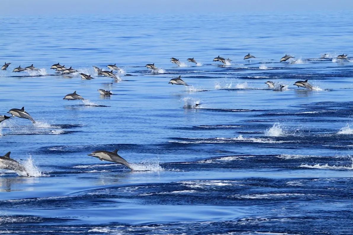 Shelltone-whale-dana-point-2