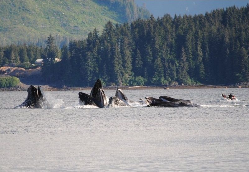 Shelltone-whale-hoonah-1