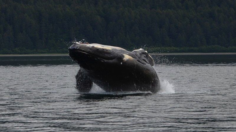 Shelltone-whale-hoonah-2