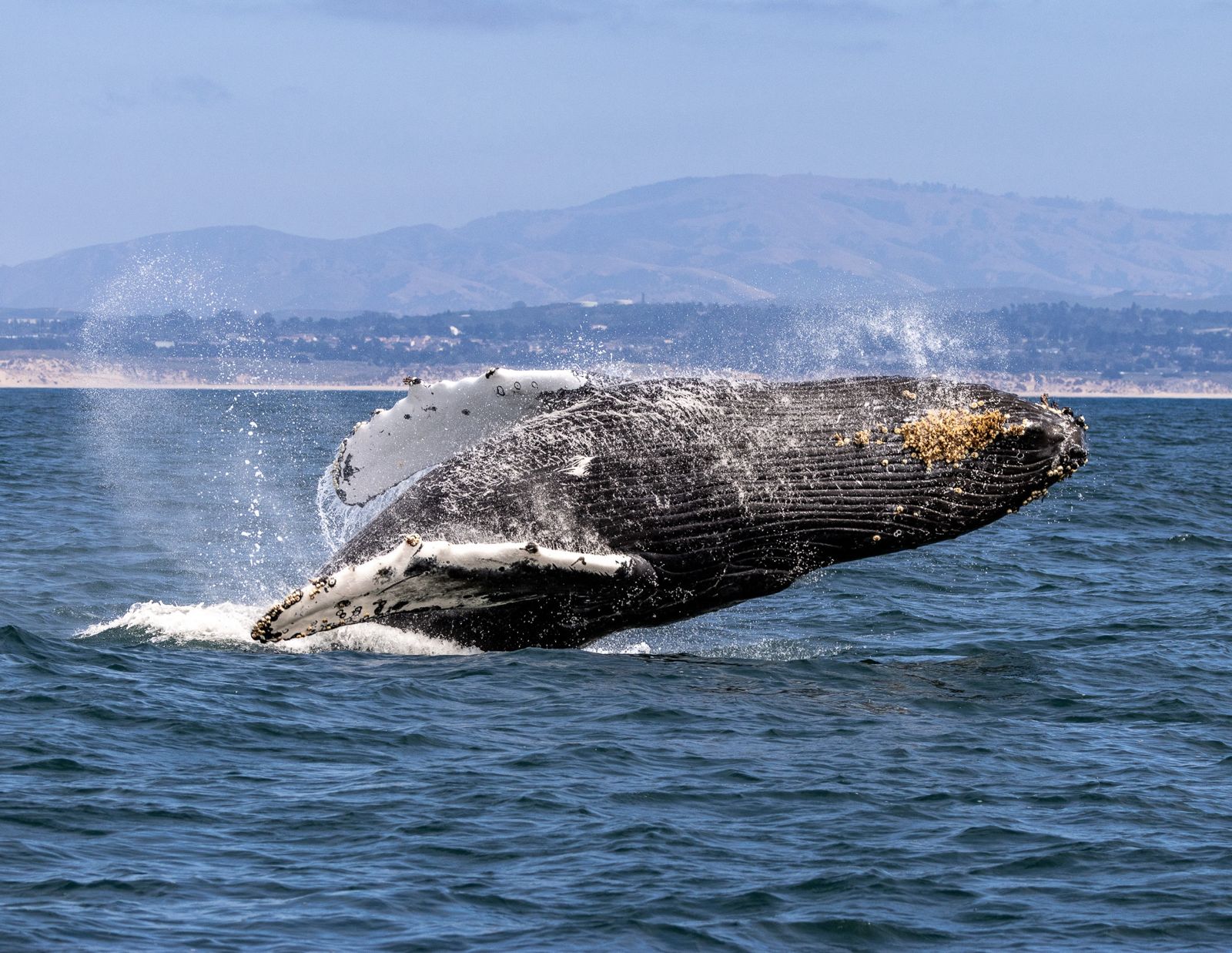 Shelltone-whale-monterey-1