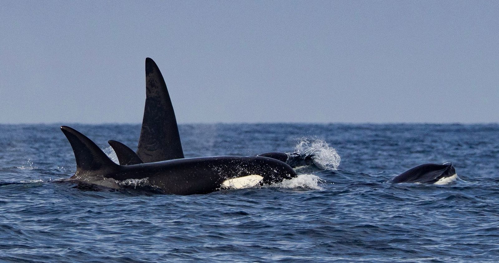 Shelltone-whale-monterey-3