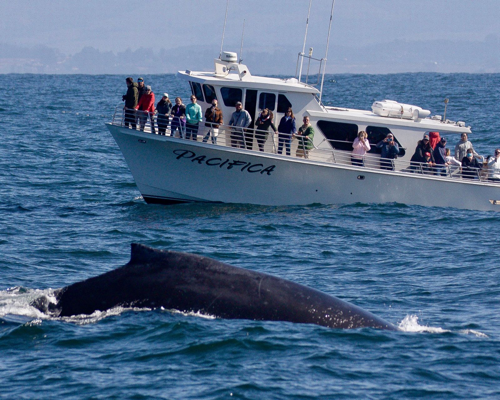 Shelltone-whale-monterey Shelltone-whale-monterey
