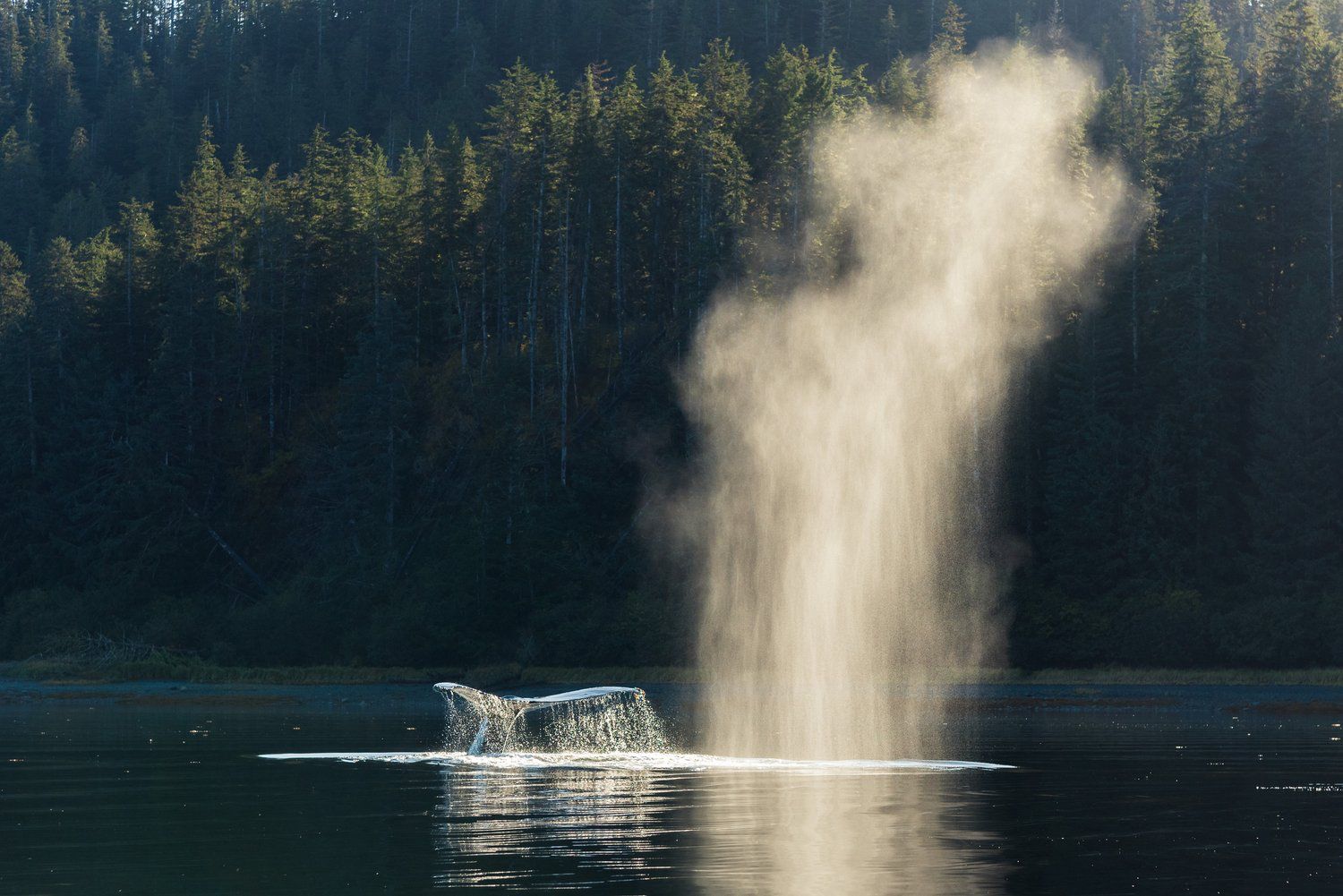 Shelltone-whale-sitka-1