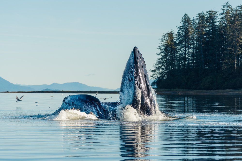 Shelltone-whale-sitka-2