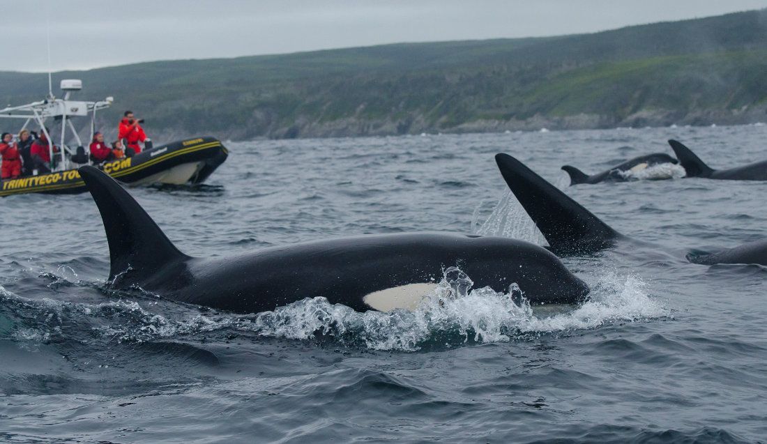 Shelltone-whale-terre-neuve-1