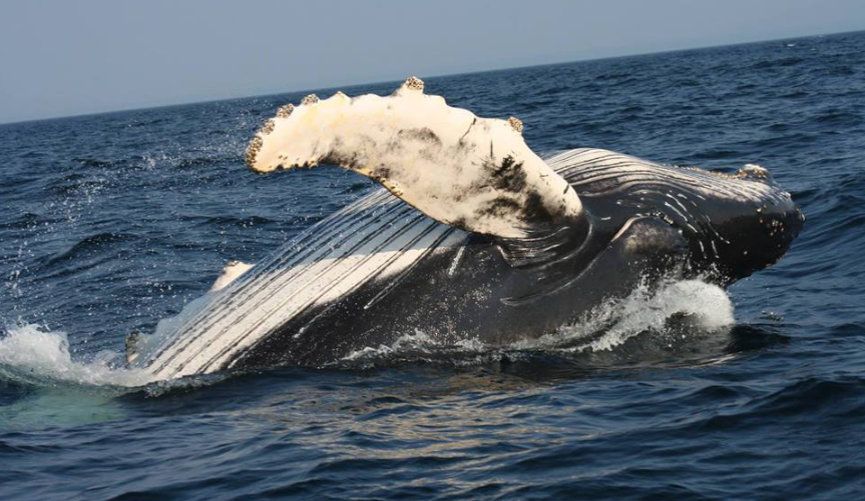Shelltone-whale-terre-neuve-2