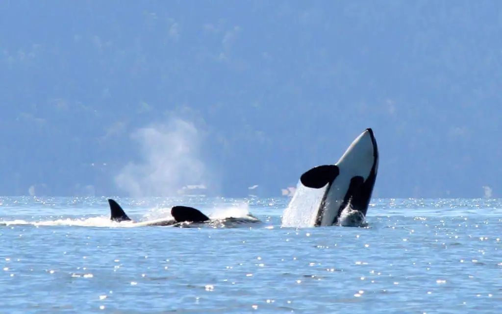 Shelltone-whale-vancouver-2