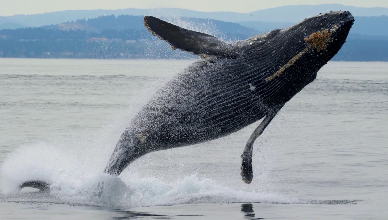 Shelltone-whale-vancouver-island-1