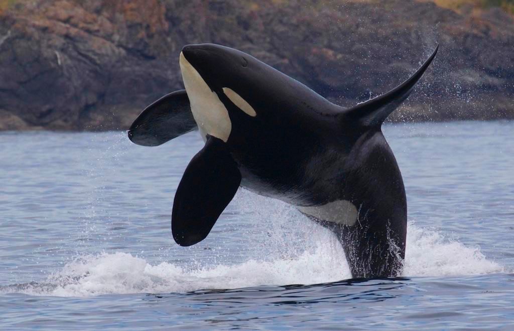 Shelltone-whale-vancouver-island-2