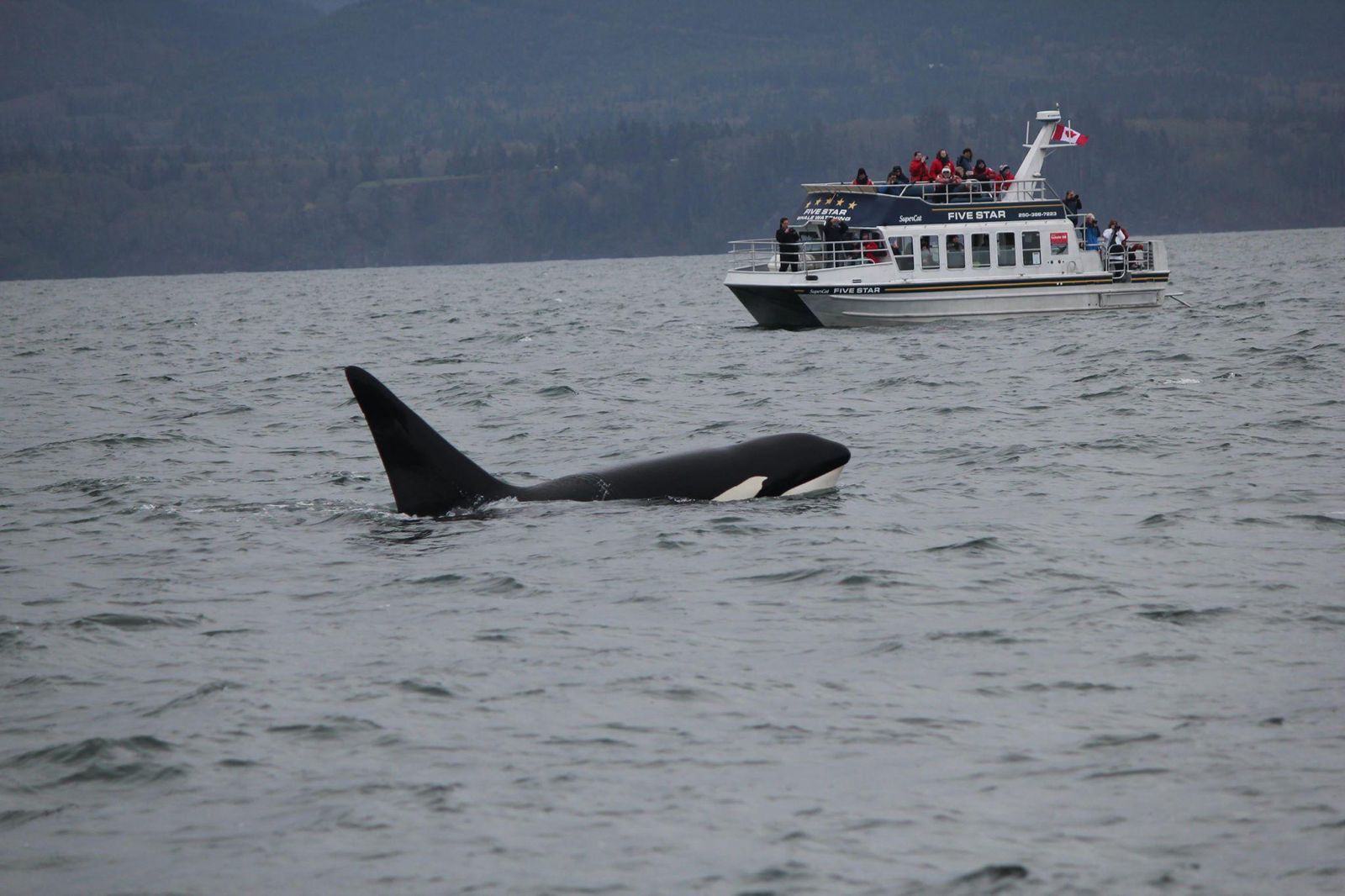 Shelltone-whale-vancouver-island Shelltone-whale-vancouver-island
