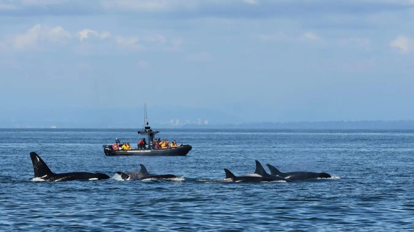Shelltone-whale-vancouver Shelltone-whale-vancouver