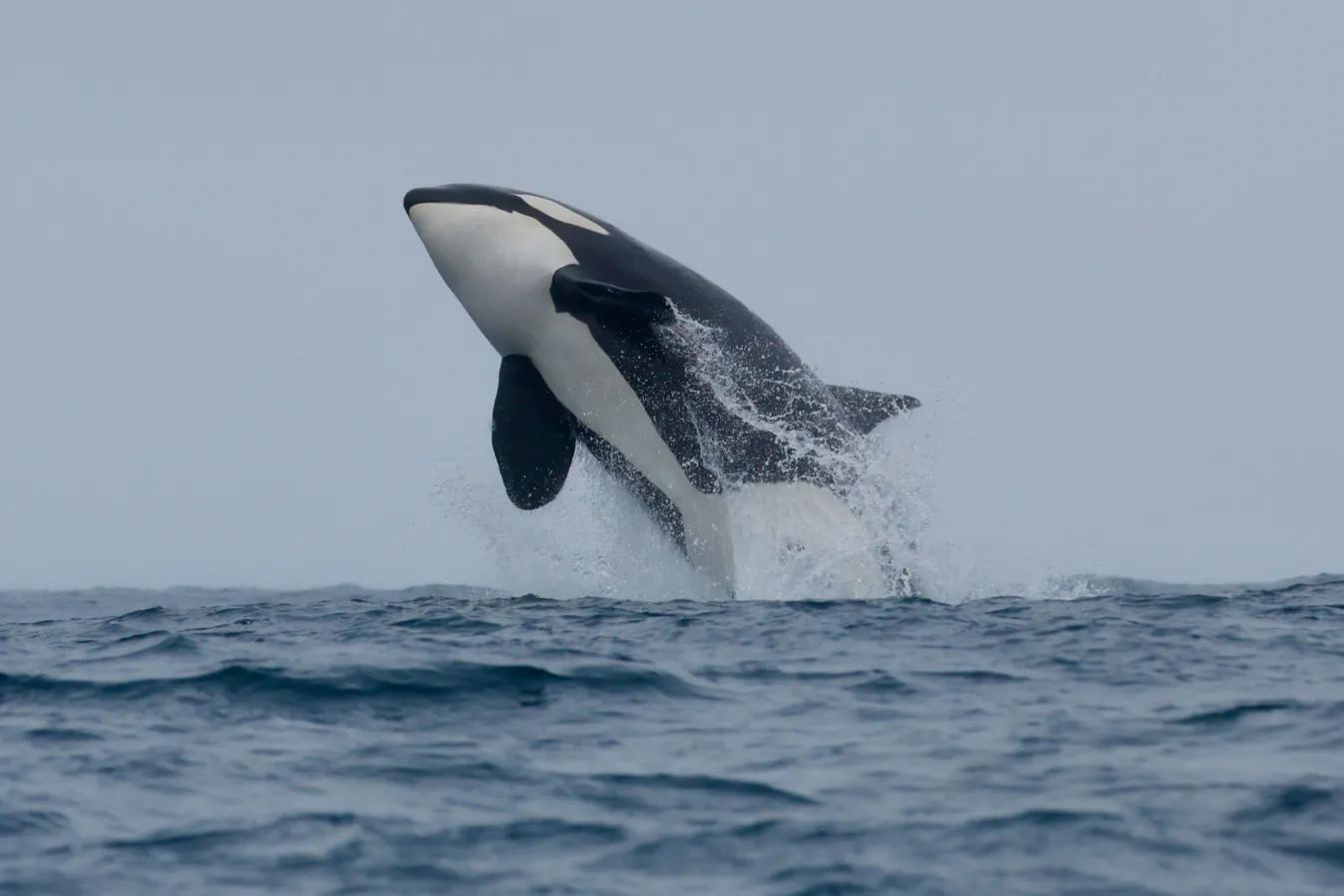 shelltone-whale-moss-landing-1