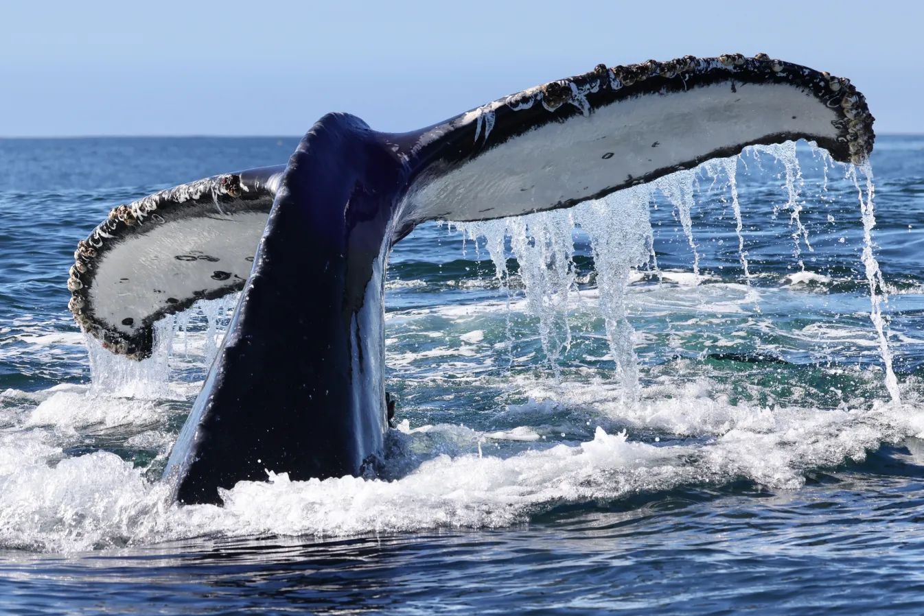shelltone-whale-moss-landing-2