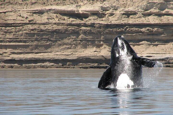 shelltone-whale-peninsules-valdes-1