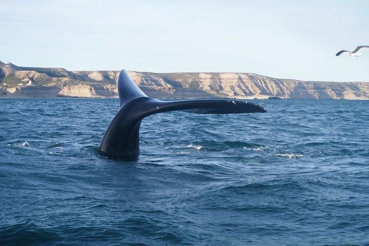 shelltone-whale-peninsules-valdes.-2