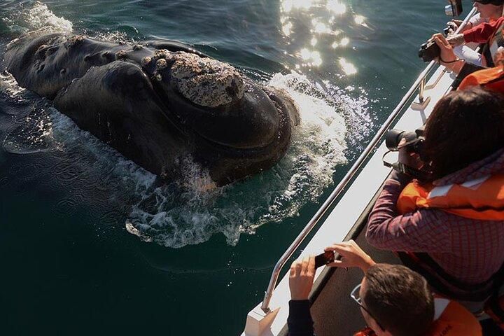shelltone-whale-peninsules-valdes shelltone-whale-peninsules-valdes