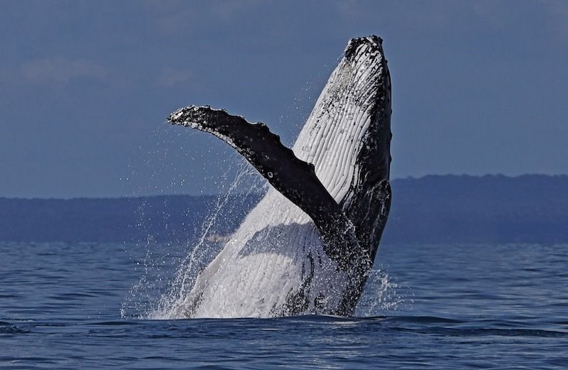 Hervey Bey, Australia