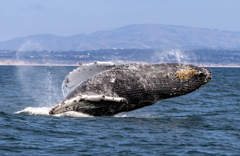 Monterey, CA