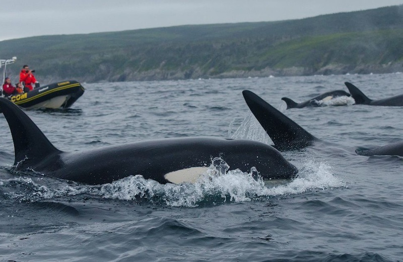 Trinity, Newfoundland