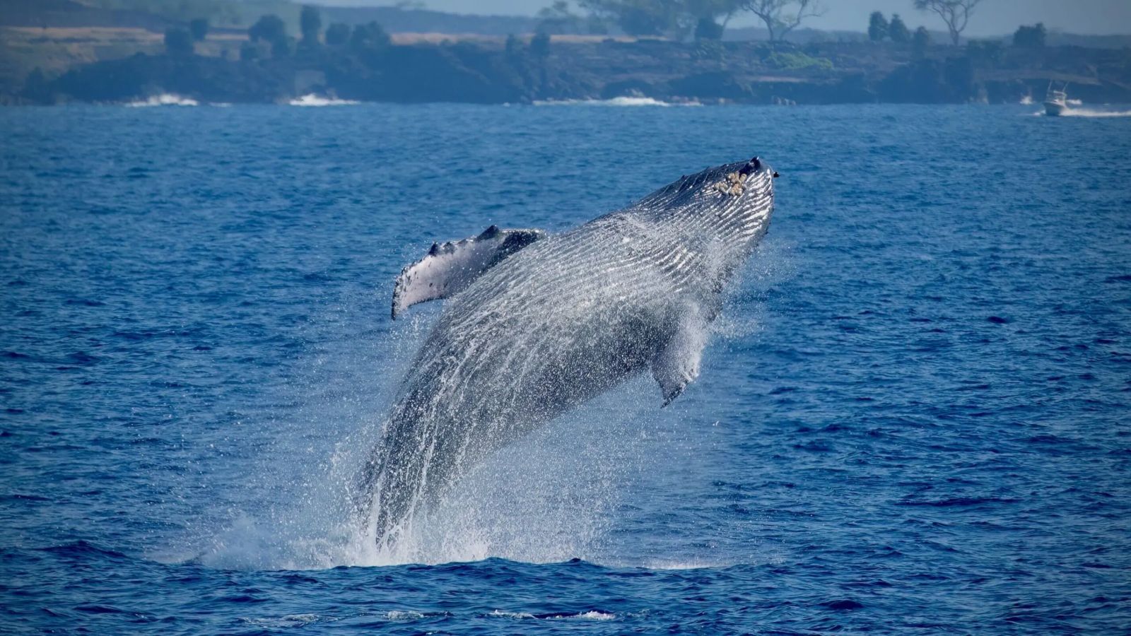 Kona whale watching 2