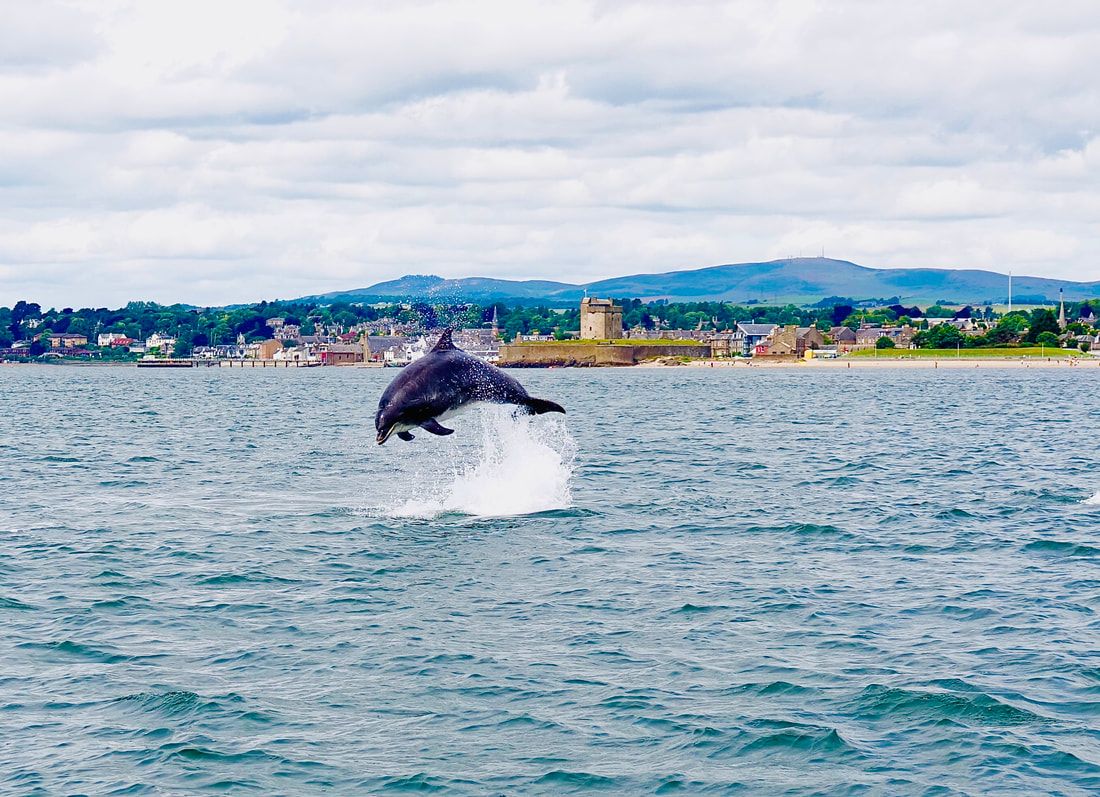 dundee-whalewatching-1