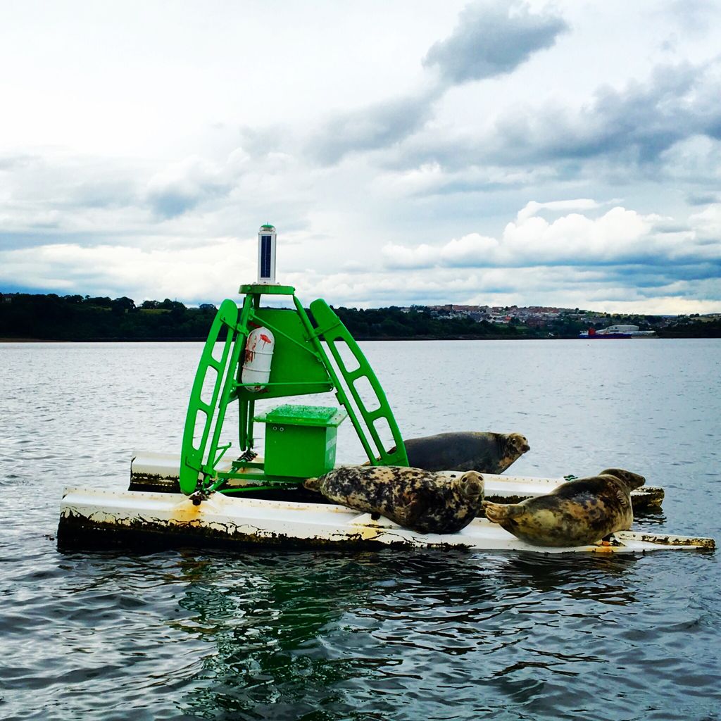 dundee-whalewatching-2