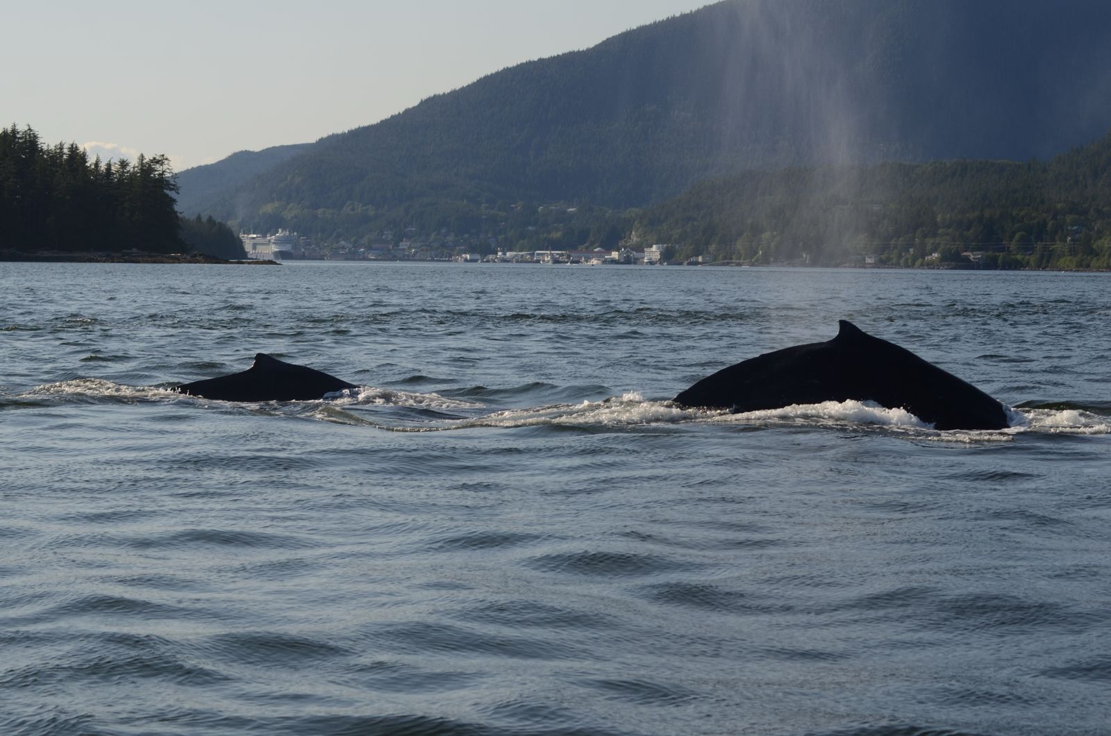 ketchikan-whalewatching-1