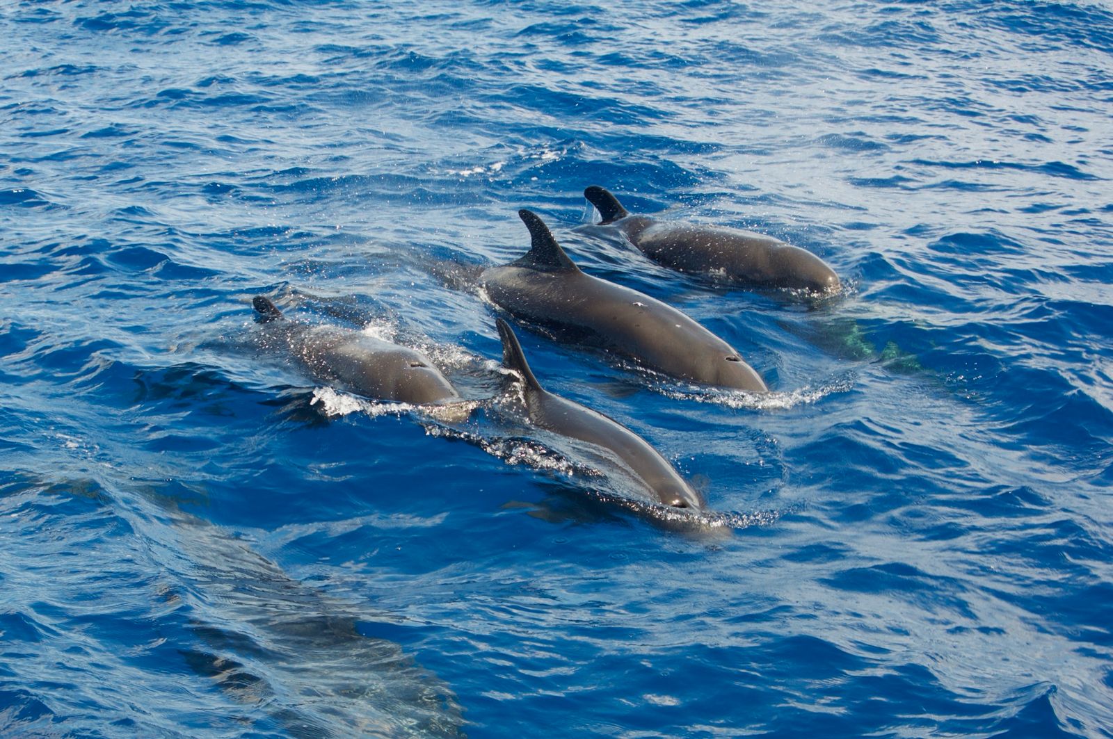 La-gomera-whalewatching-1