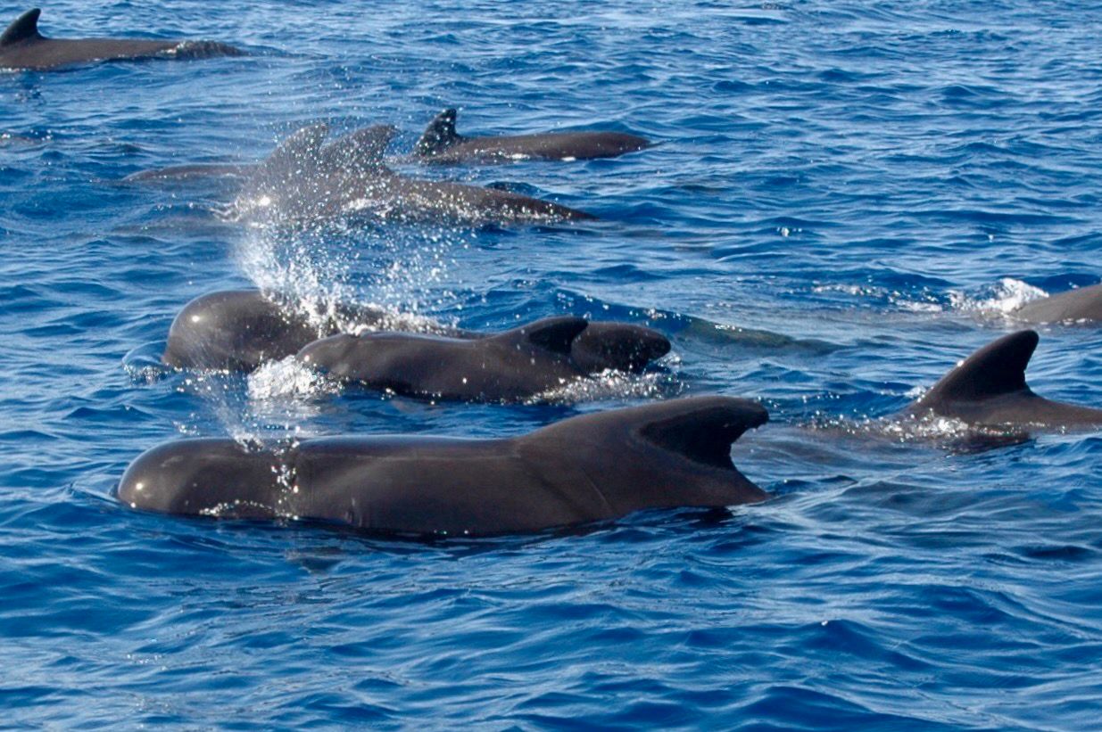 La-gomera-whalewatching