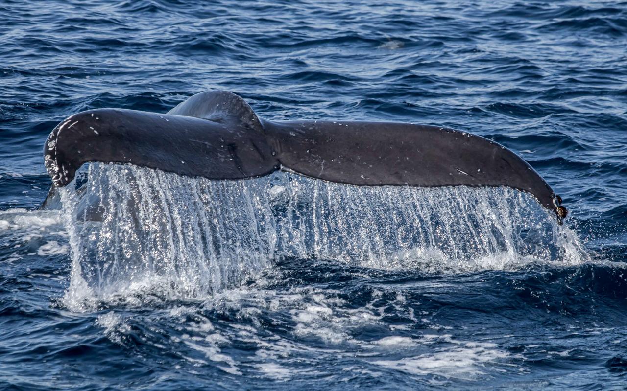 long-beach-whalewatching-1