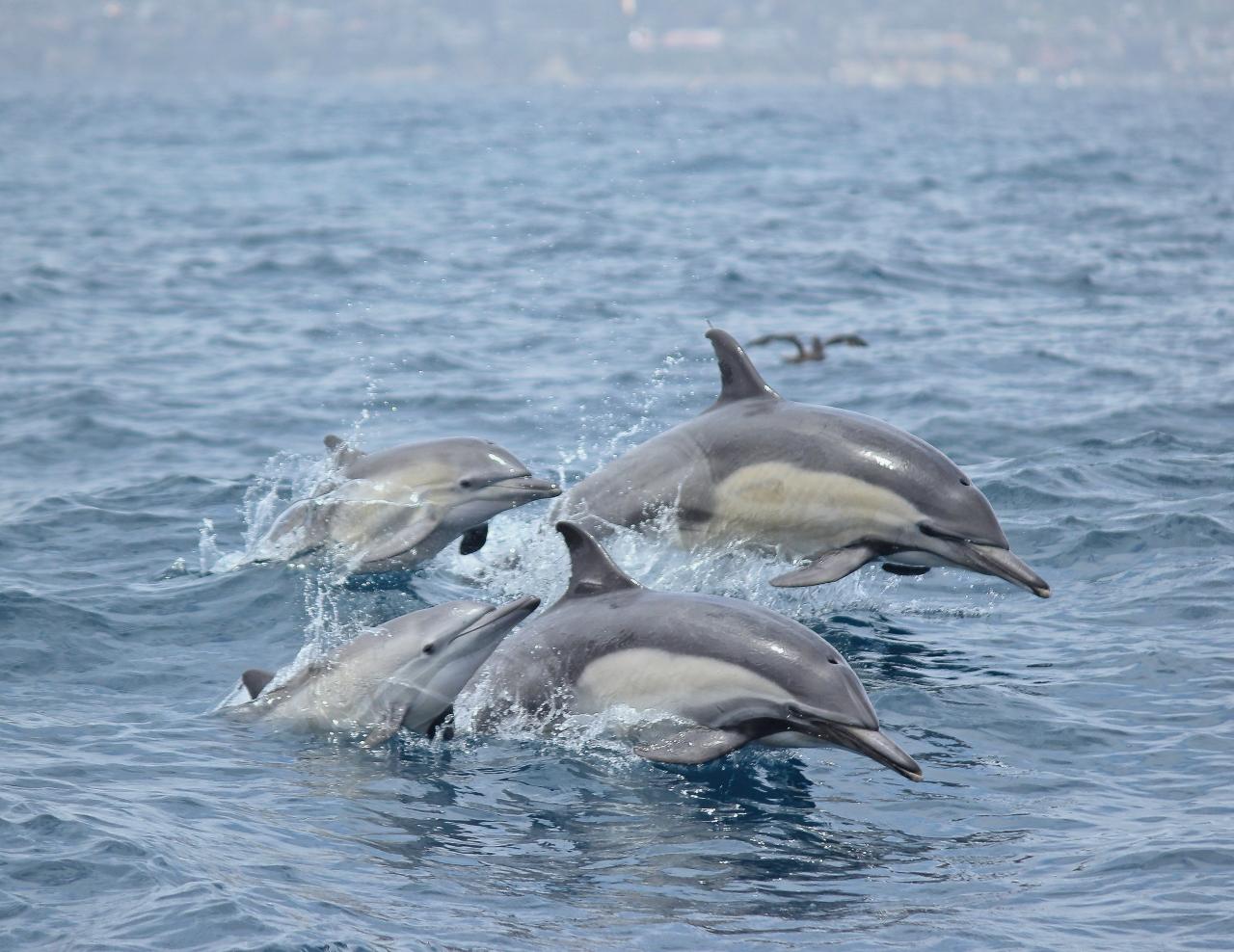 long-beach-whalewatching-2