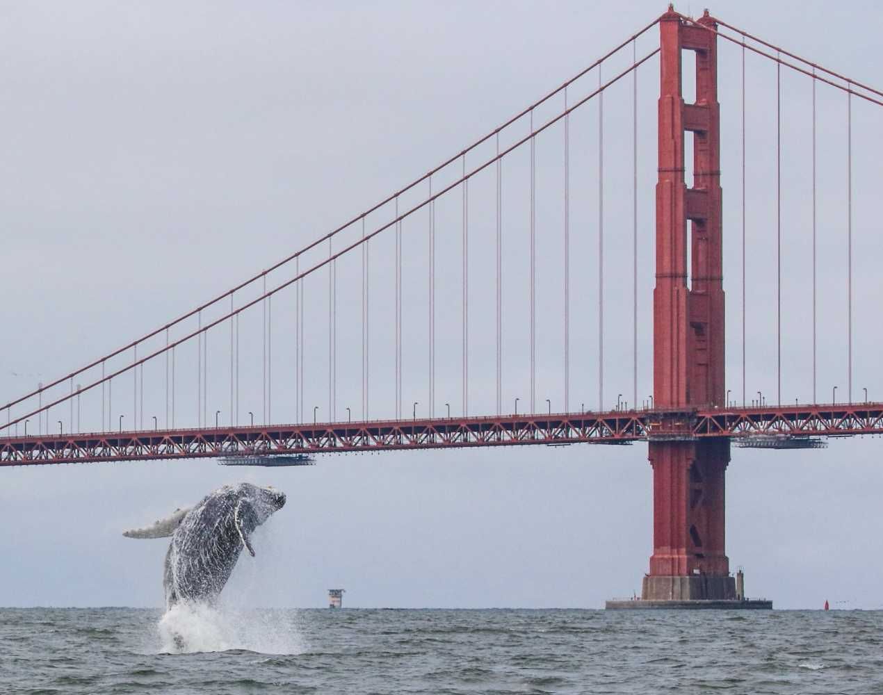 san-francisco-whalewatching-1