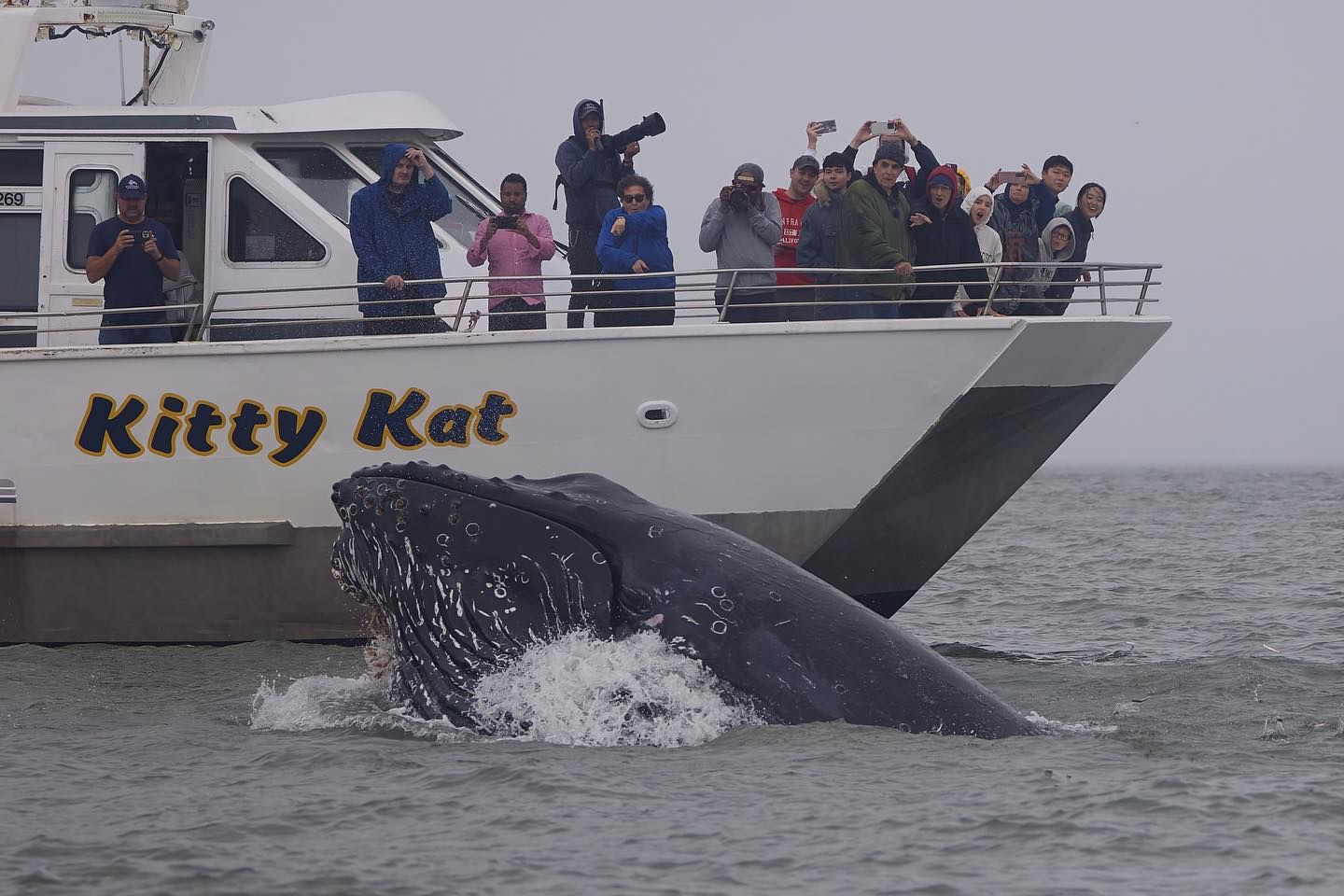 san-francisco-whalewatching-2