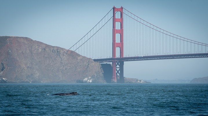 san-francisco-whalewatching
