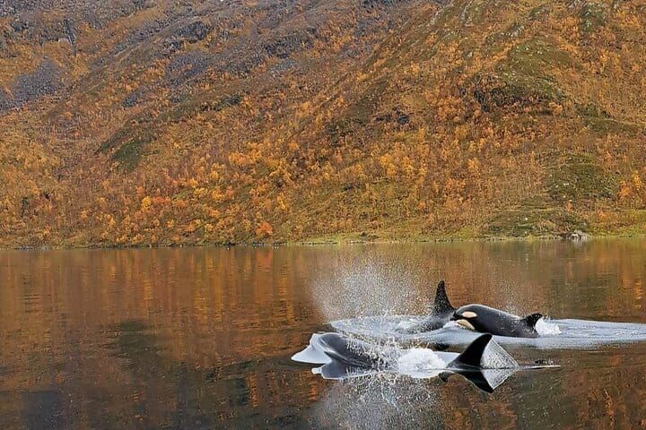 Alta-norway-shelltonewhaleproject-2
