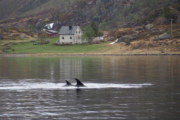 Alta-norway-shelltonewhaleproject-3