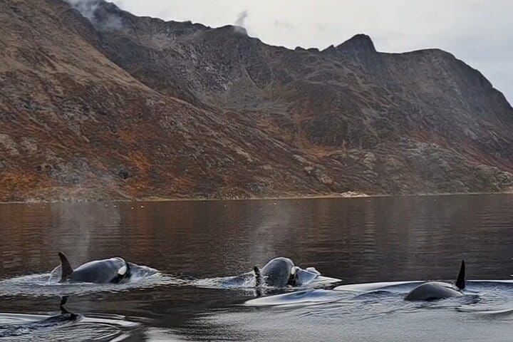 Alta-norway-shelltonewhaleproject