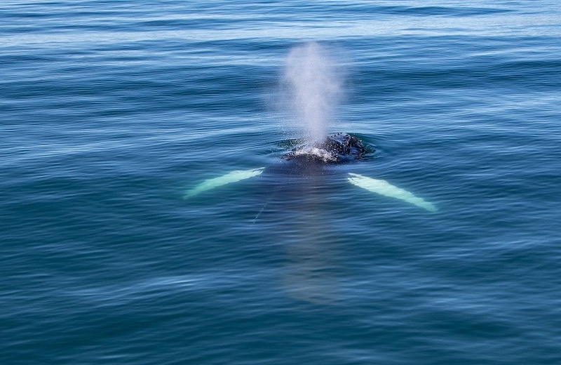 Observer Baleines, Dauphins et Cétacée à Hauganes