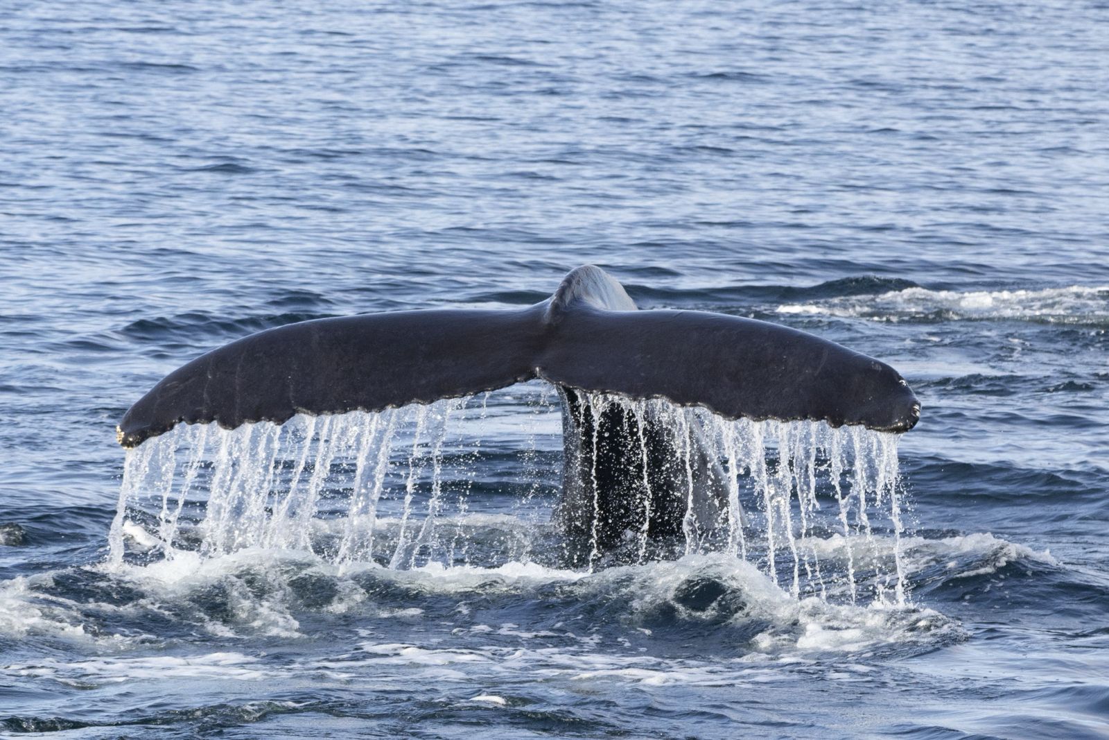 holmavik-iceland-shelltonewhaleproject-1