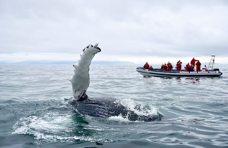 Reykjavik-iceland-shelltonewhaleproject-1
