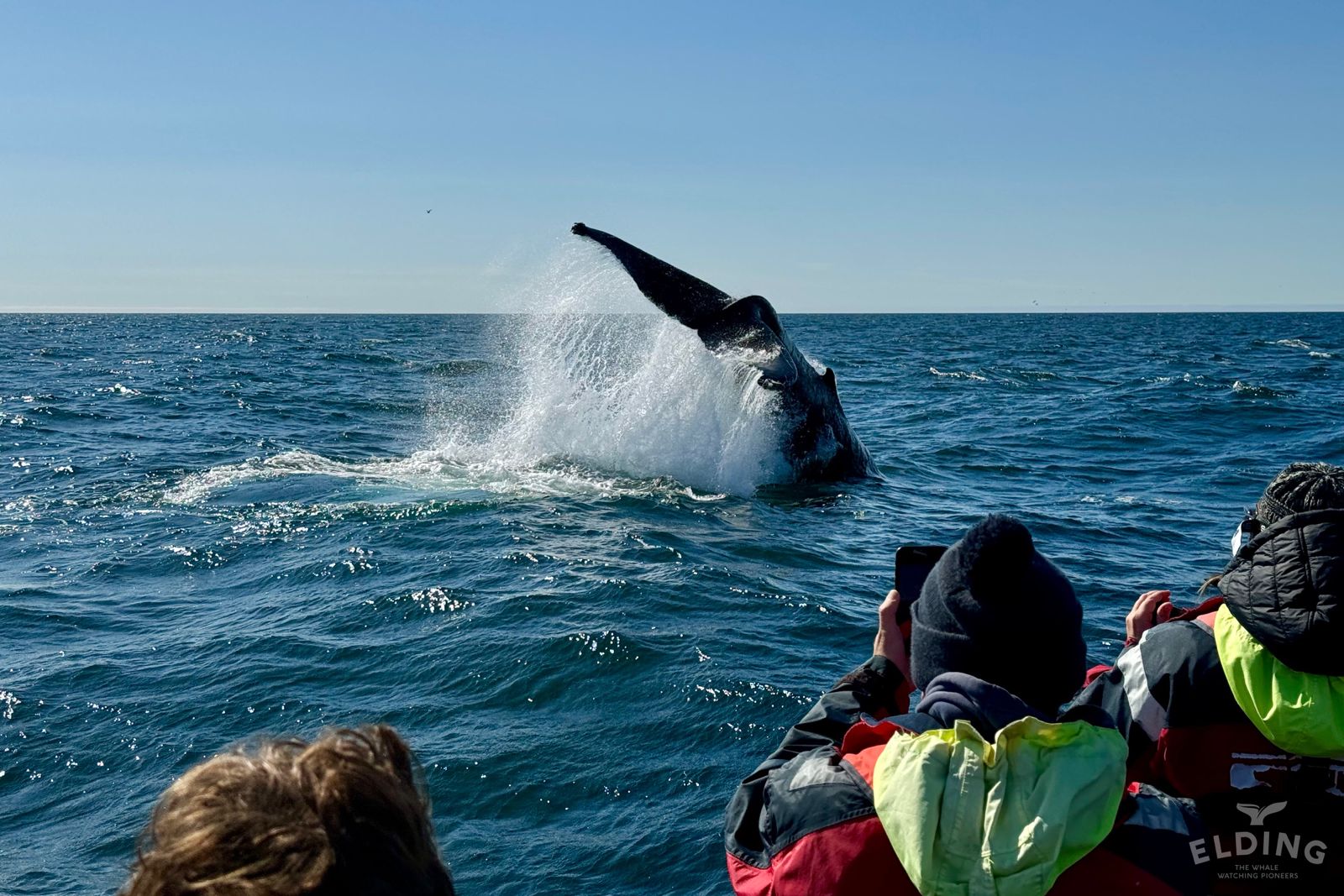 Reykjavik-iceland-shelltonewhaleproject-2