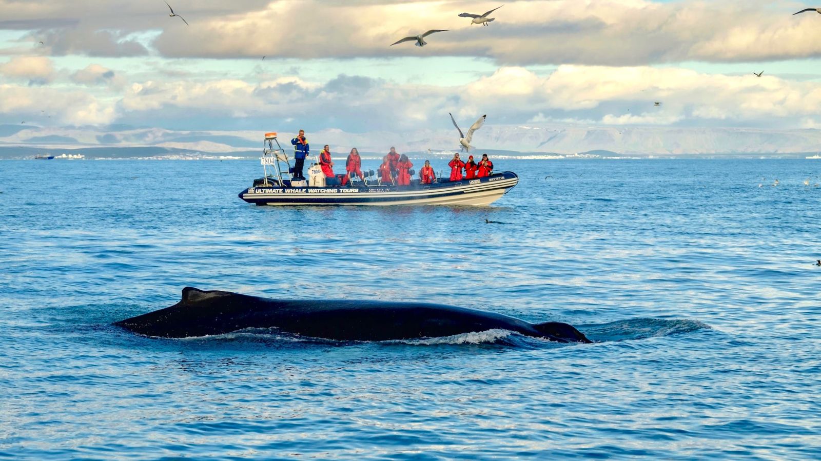 Reykjavik-iceland-shelltonewhaleproject-3