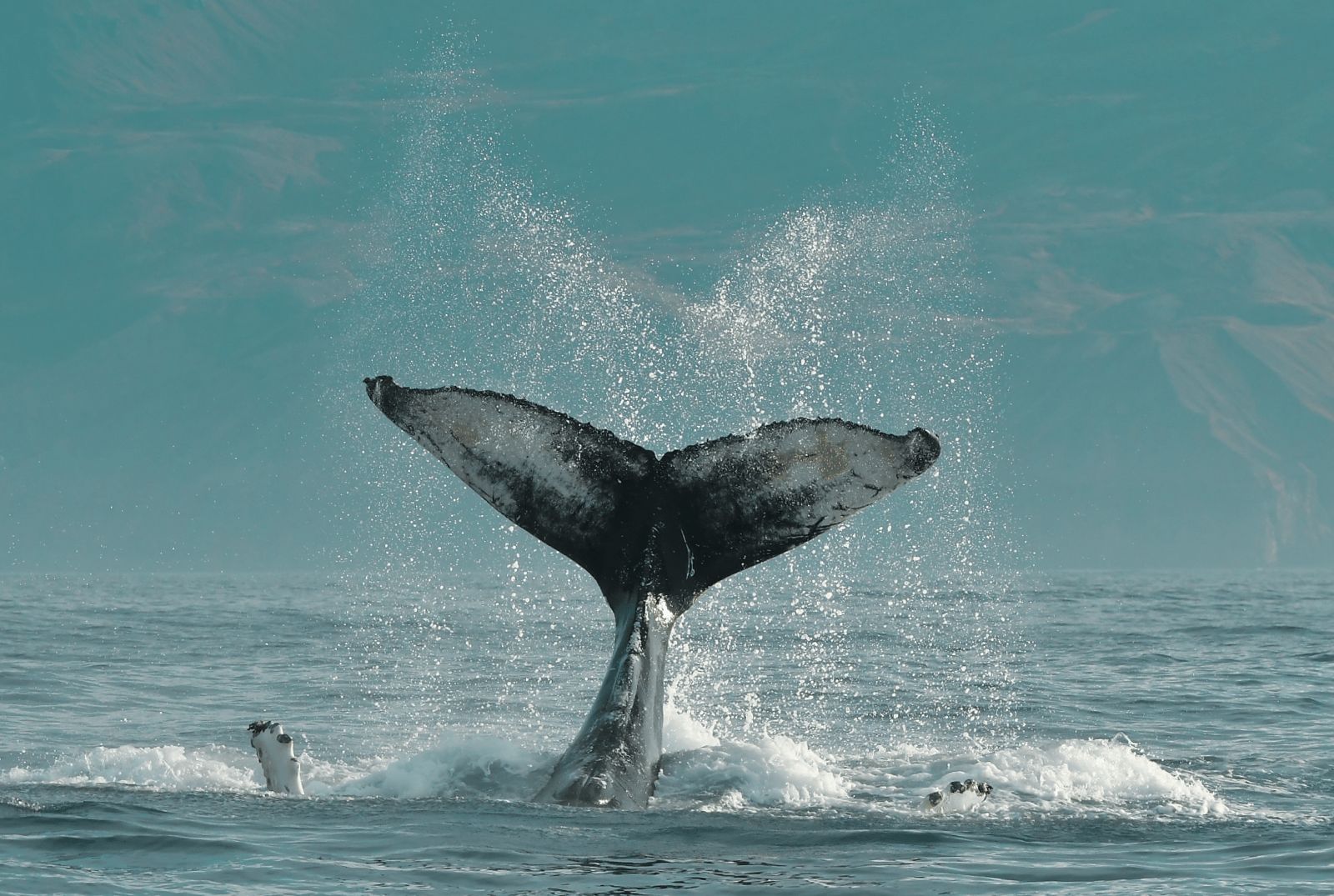 WhatsApp Image 2026-03-24 at 23.24.12