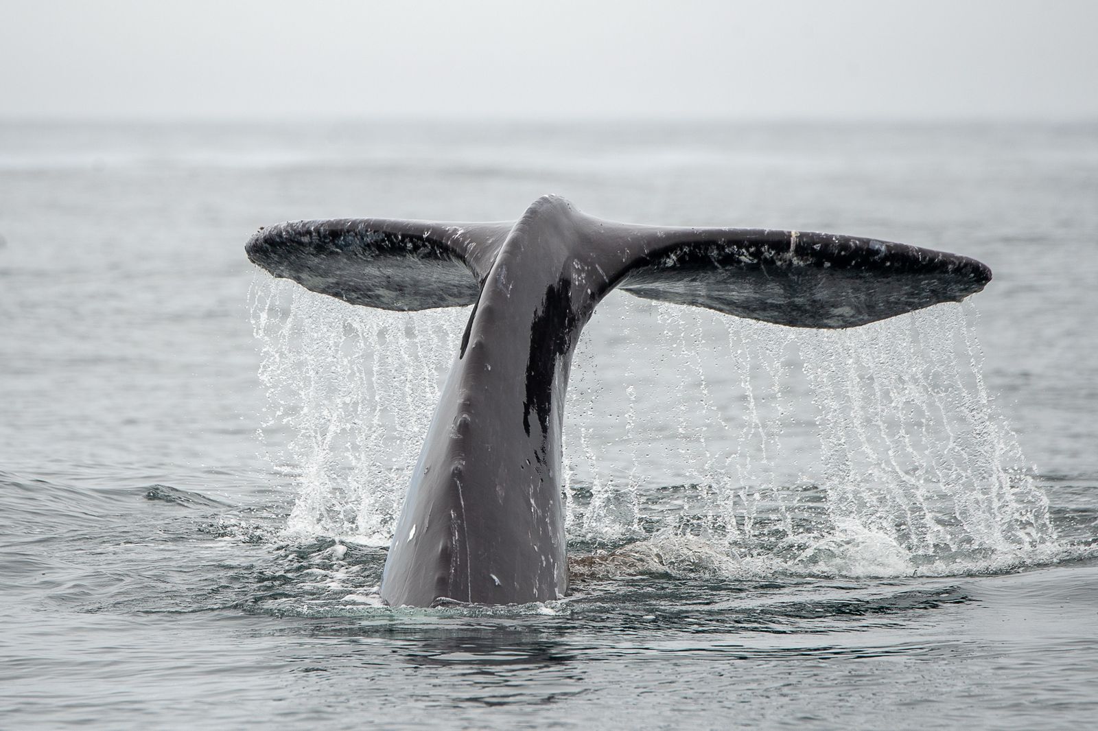 vancouver-island-shelltone-2