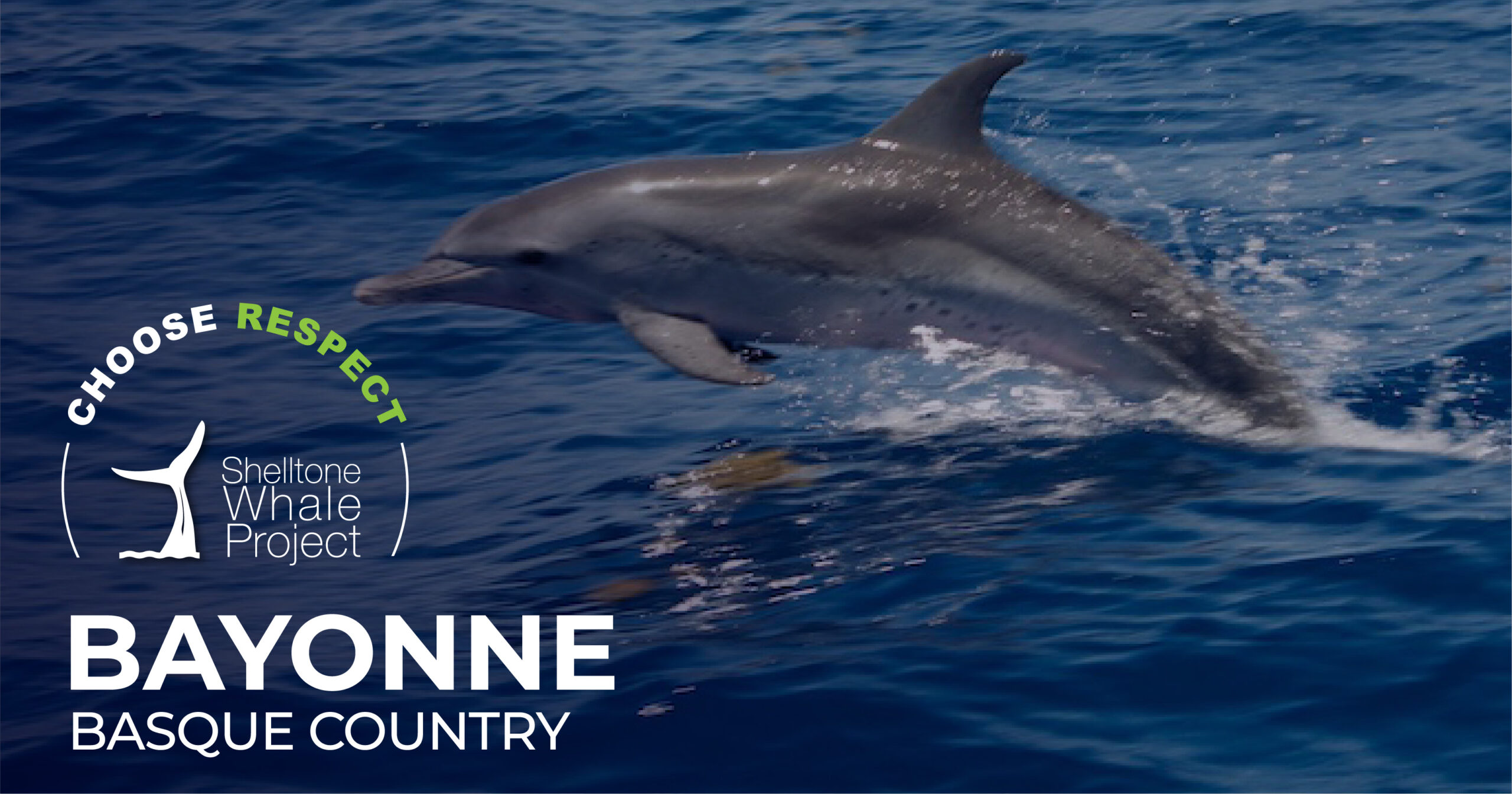 respectful-whalewatching-bayonne
