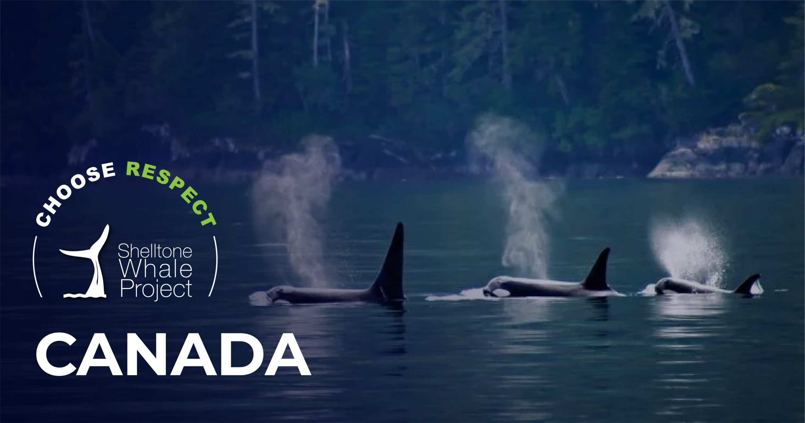 respectful-whalewatching-canada