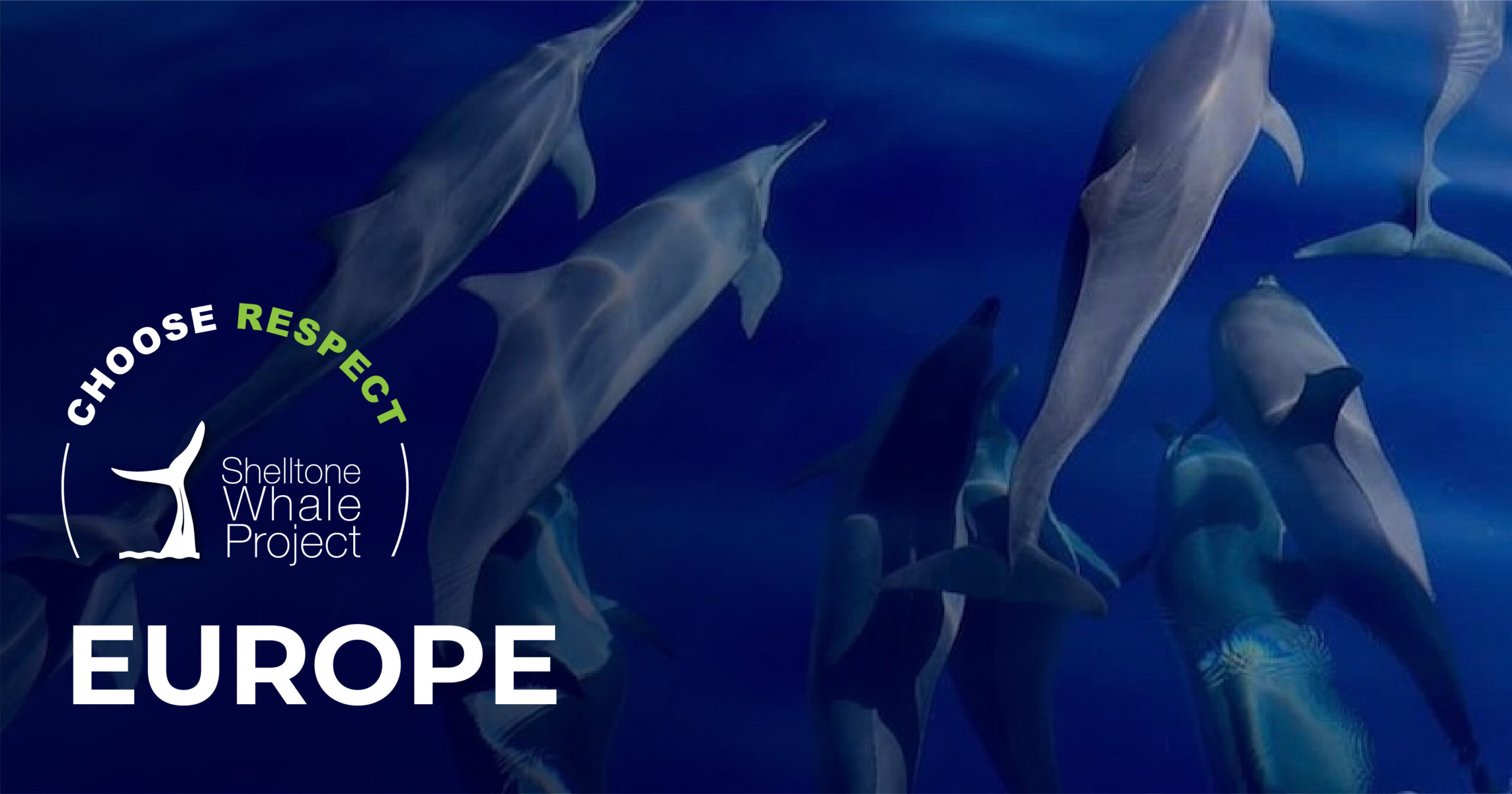 respectful-whalewatching-europe